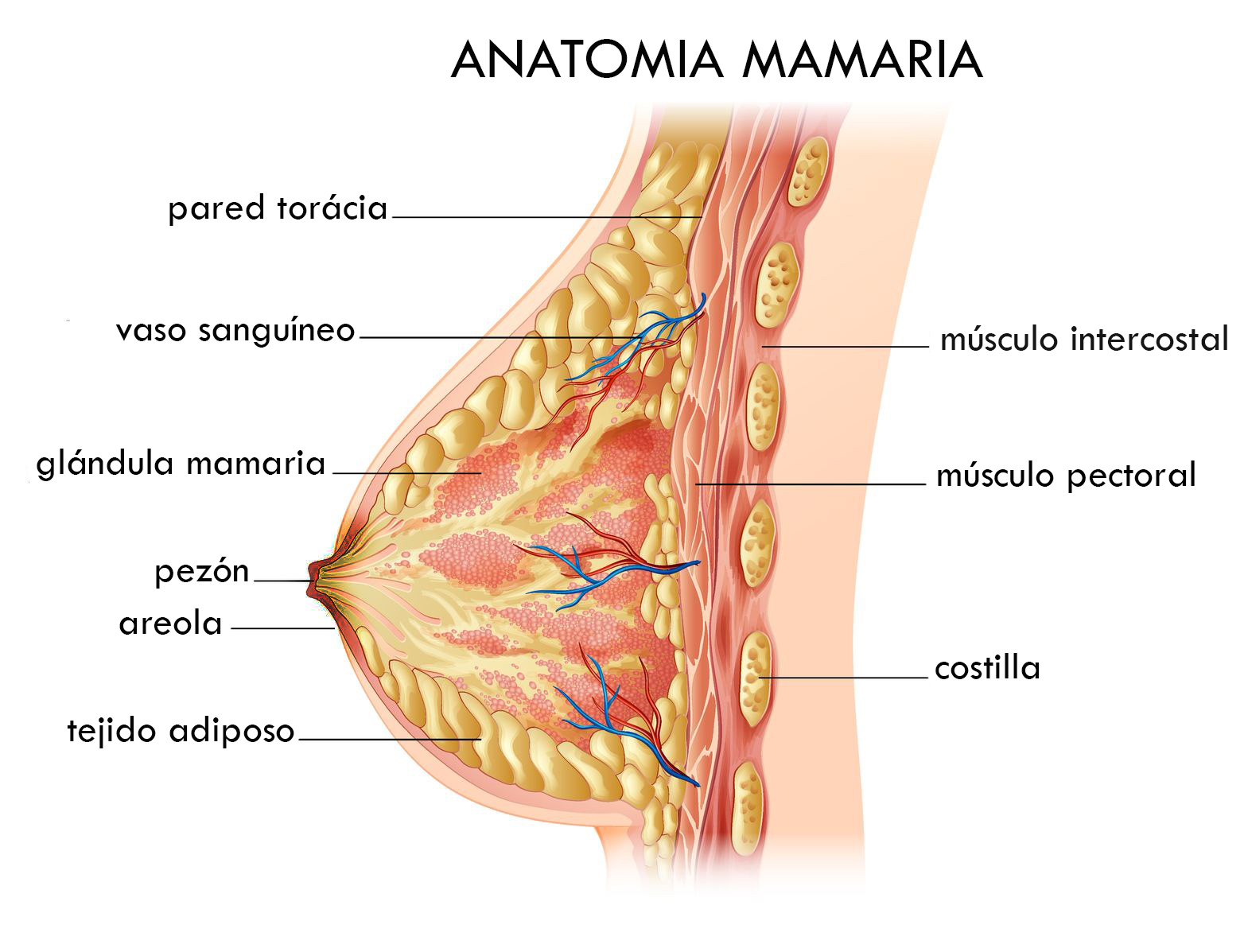 I.C.M: Instituto de Cirugía mamaria en Barcelona